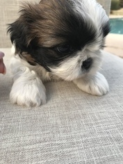 Shih Tzu Puppy for sale in COACHELLA, CA, USA