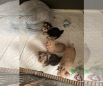 Small Photo #17 Yorkshire Terrier Puppy For Sale in LA SIERRA, CA, USA