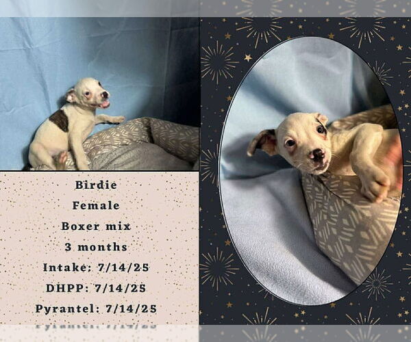 Medium Photo #4 Boxer-Unknown Mix Puppy For Sale in Aurora, IN, USA