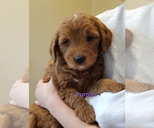 Goldendoodle (Miniature) Puppy for sale in GRIDLEY, KS, USA