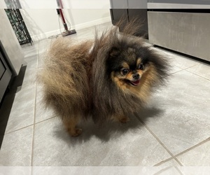 Father of the Pomeranian puppies born on 05/10/2025