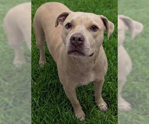 Mutt Dogs for adoption in Akron, OH, USA