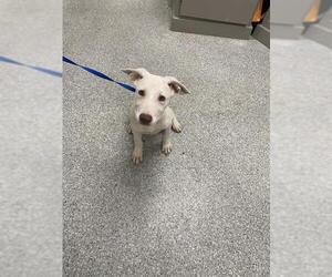 Siberian Husky-Unknown Mix Dogs for adoption in Pasadena, TX, USA