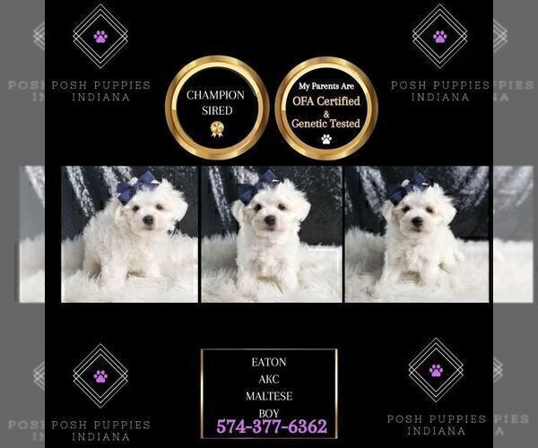 Medium Photo #40 Maltese Puppy For Sale in WARSAW, IN, USA
