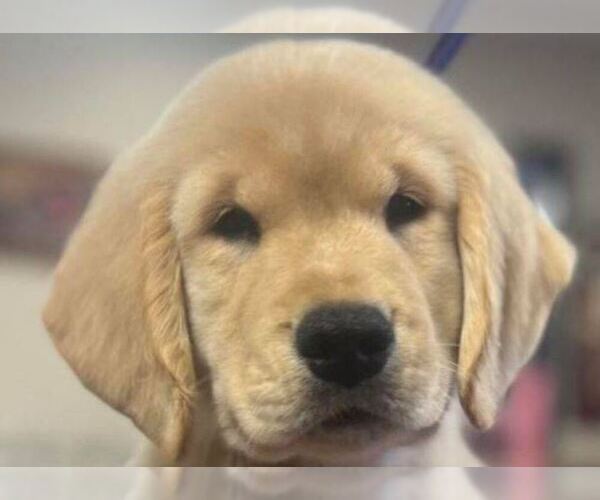 Medium Photo #1 Golden Retriever Puppy For Sale in PITTSBURG, TX, USA