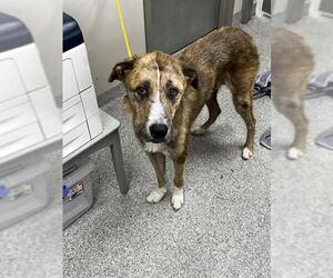 Irish Wolfhound-Unknown Mix Dogs for adoption in Pasadena, TX, USA