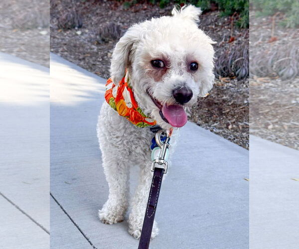 Medium Photo #1 Bichon Frise-Unknown Mix Puppy For Sale in Corona, CA, USA