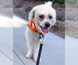 Bichon Frise-Unknown Mix Dogs for adoption in Corona, CA, USA