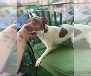 Jack-Rat Terrier Dogs for adoption in Princeton, MN, USA
