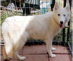 Siberian Husky Puppy for sale in SANDY HOOK, KY, USA