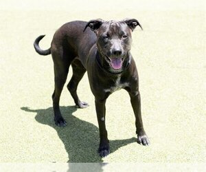 American Pit Bull Terrier-Labrador Retriever Mix Dogs for adoption in Placerville, CA, USA