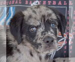 Small #5 Australian Shepherd-Catahoula Leopard Dog Mix