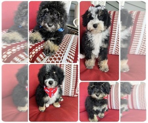 Miniature Bernedoodle Puppy for Sale in RICHMOND, Illinois USA