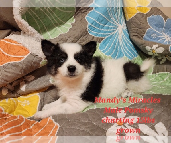 Medium Photo #3 Pomsky Puppy For Sale in DALLAS, NC, USA