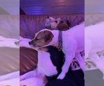 Small Photo #16 Parson Russell Terrier Puppy For Sale in TEMECULA, CA, USA