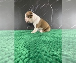 Small Photo #24 Boston Terrier Puppy For Sale in TULARE, CA, USA