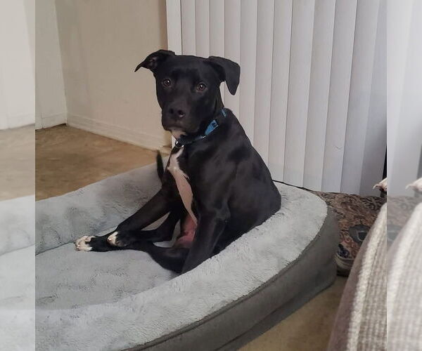 Medium Photo #12 American Pit Bull Terrier-Unknown Mix Puppy For Sale in Evansville, IN, USA