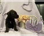 Puppy Beige Cane Corso