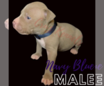 Puppy 13 American Pit Bull Terrier