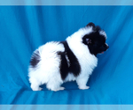 Small Photo #14 Pomeranian Puppy For Sale in WEST PALM BEACH, FL, USA