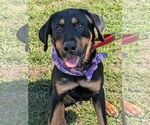 Small #2 Rottweiler