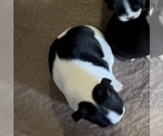 Small Photo #8 Boston Terrier Puppy For Sale in GLOUCESTER, VA, USA