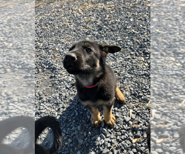 Medium Photo #1 German Shepherd Dog Puppy For Sale in ALEXANDRIA, VA, USA