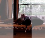 Small #2 American Pit Bull Terrier Mix