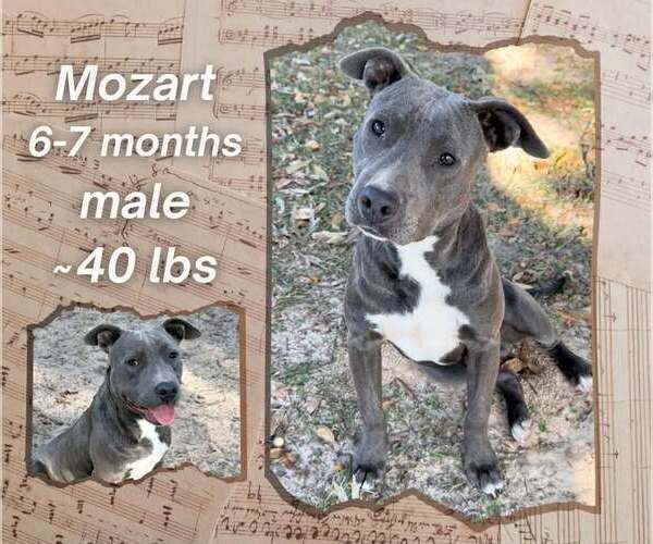 Medium Photo #2 American Pit Bull Terrier Puppy For Sale in FRAMINGHAM, MA, USA