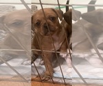 Puppy Sam Puggle