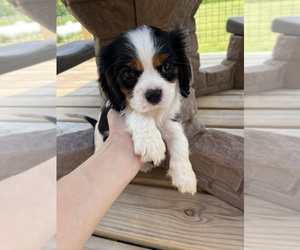Cavalier King Charles Spaniel Puppy for sale in BALSAM LAKE, WI, USA