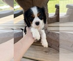 Image preview for Ad Listing. Nickname: Charlie