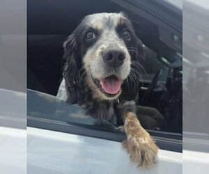 Cocker Spaniel Dogs for adoption in San Antonio, TX, USA