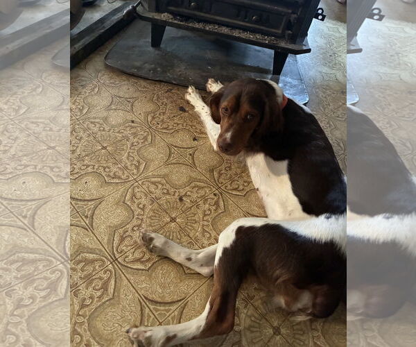 Medium Photo #4 Brittany Puppy For Sale in Curwensville, PA, USA