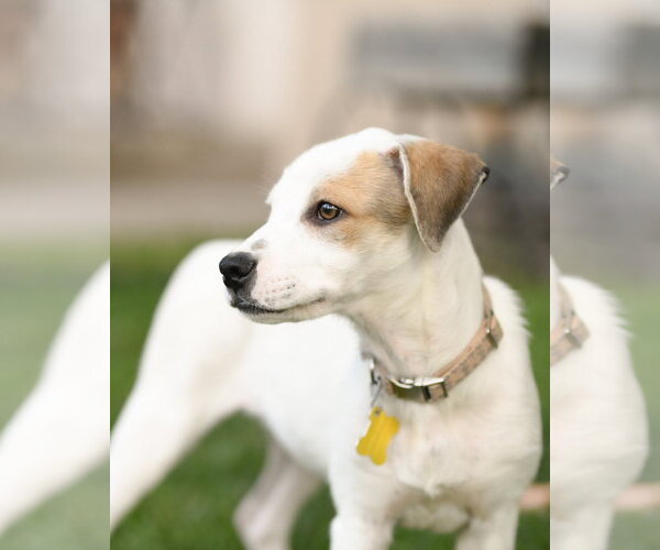 Medium Photo #6 Mutt Puppy For Sale in Sandy, UT, USA
