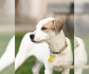 Maicena - Female Mutt Dog for Adoption - Photo #6