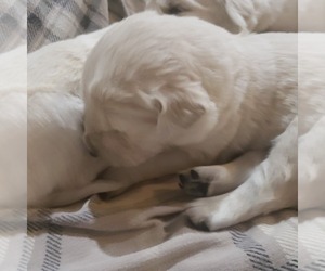 English Cream Golden Retriever Puppy for Sale in E WENATCHEE, Washington USA
