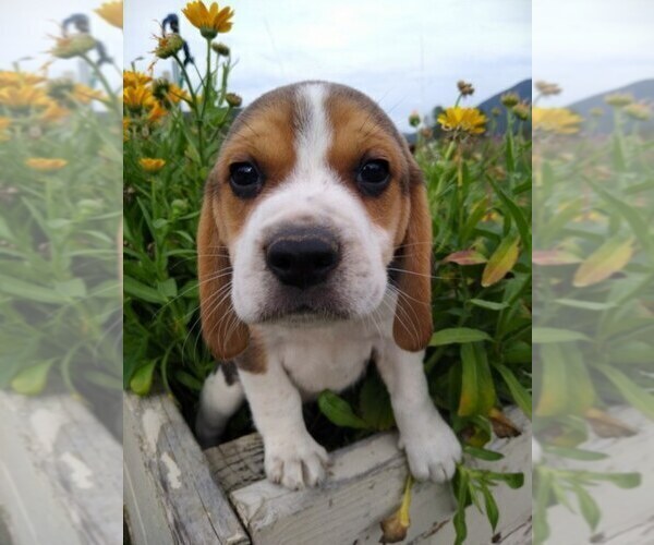 Medium Photo #1 Beagle Puppy For Sale in COLVILLE, WA, USA