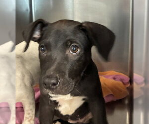 Labrador Retriever-Unknown Mix Dogs for adoption in Tallahassee, FL, USA