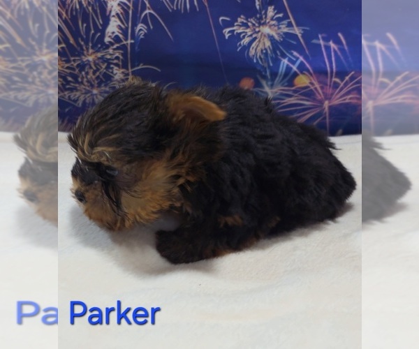 Medium Photo #3 Yorkshire Terrier Puppy For Sale in AZLE, TX, USA
