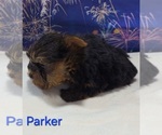 Small #2 Yorkshire Terrier