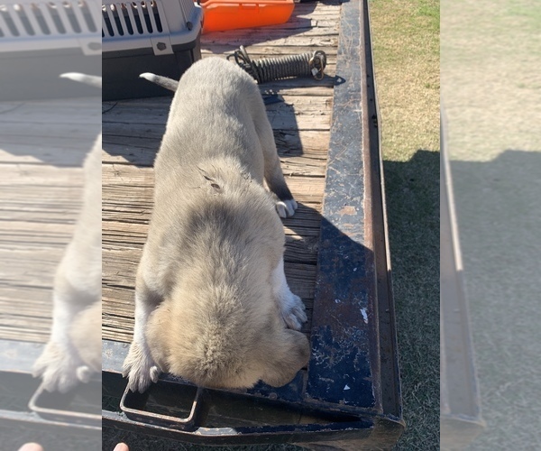 Medium Photo #5 Kangal Dog Puppy For Sale in MESA, AZ, USA
