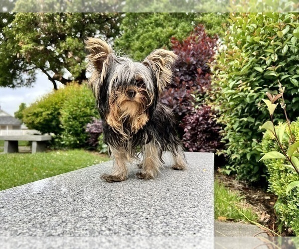 Medium Photo #15 Yorkshire Terrier Puppy For Sale in HAYWARD, CA, USA