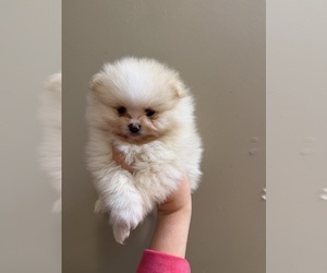 Pomeranian Puppy for sale in HUBERT, NC, USA