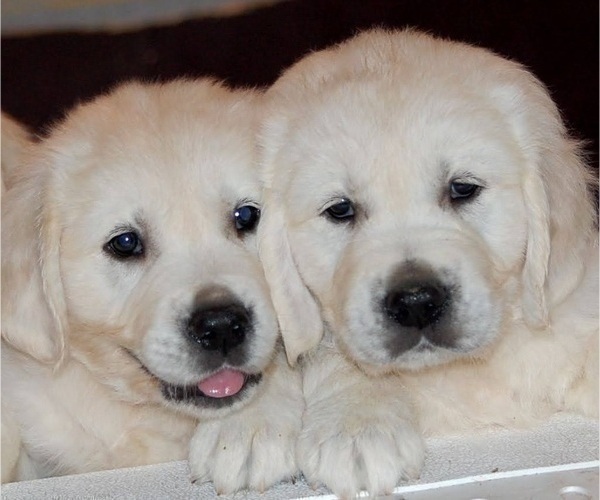 Medium Photo #1 English Cream Golden Retriever Puppy For Sale in FOWLERVILLE, MI, USA