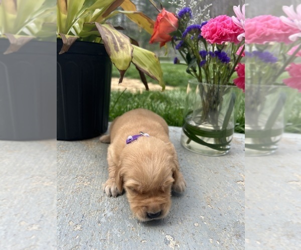 Medium Photo #1 Golden Retriever Puppy For Sale in NEOLA, WV, USA