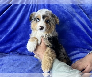 Miniature American Shepherd Puppy for sale in COLORADO SPRINGS, CO, USA