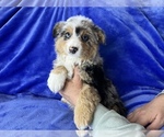 Small Photo #1 Miniature American Shepherd Puppy For Sale in COLORADO SPRINGS, CO, USA