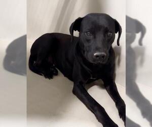 Mutt Dogs for adoption in Bakersfield, CA, USA