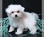 Small #4 Maltese